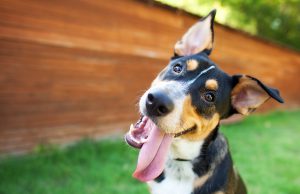 Dogs Can Be Monitored with Hi Tech Programmable Collar