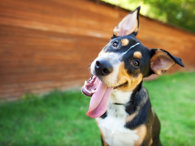 Dogs Can Be Monitored with Hi Tech Programmable Collar
