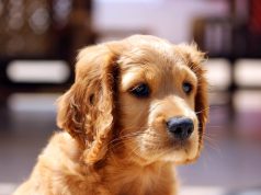 5 Things You Need to Know before You Get A Dog