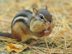 Amazing Facts about the Vampire Squirrel