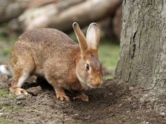 The Mystery Of The Vampire Rabbit