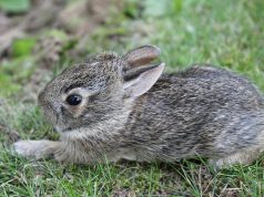 The Easter Bunny and Me