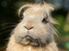 Unusual Rodents that Are Legal to Own