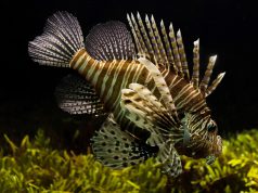 5 Mind Blowing Facts about Fish