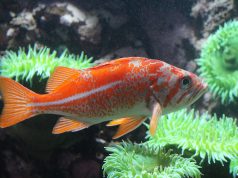 Something Smells Fishy