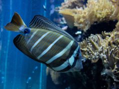 Finding Dory Poster Released