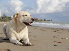 Abandoned Dog Taught Sign Language By Deaf Child