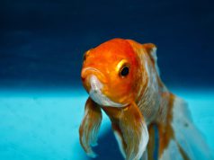 Spot Signs of Distress in Your Fish