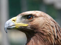 5 Ways to Prepare Your Backyard for Birds