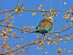 European Birds Species on the Decline