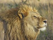 6 Surprising Facts about Lions