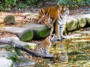 Tiger’s Hunting Ability Impaired With Climate Change
