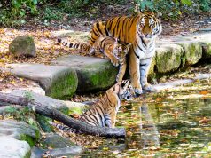 Tiger’s Hunting Ability Impaired With Climate Change