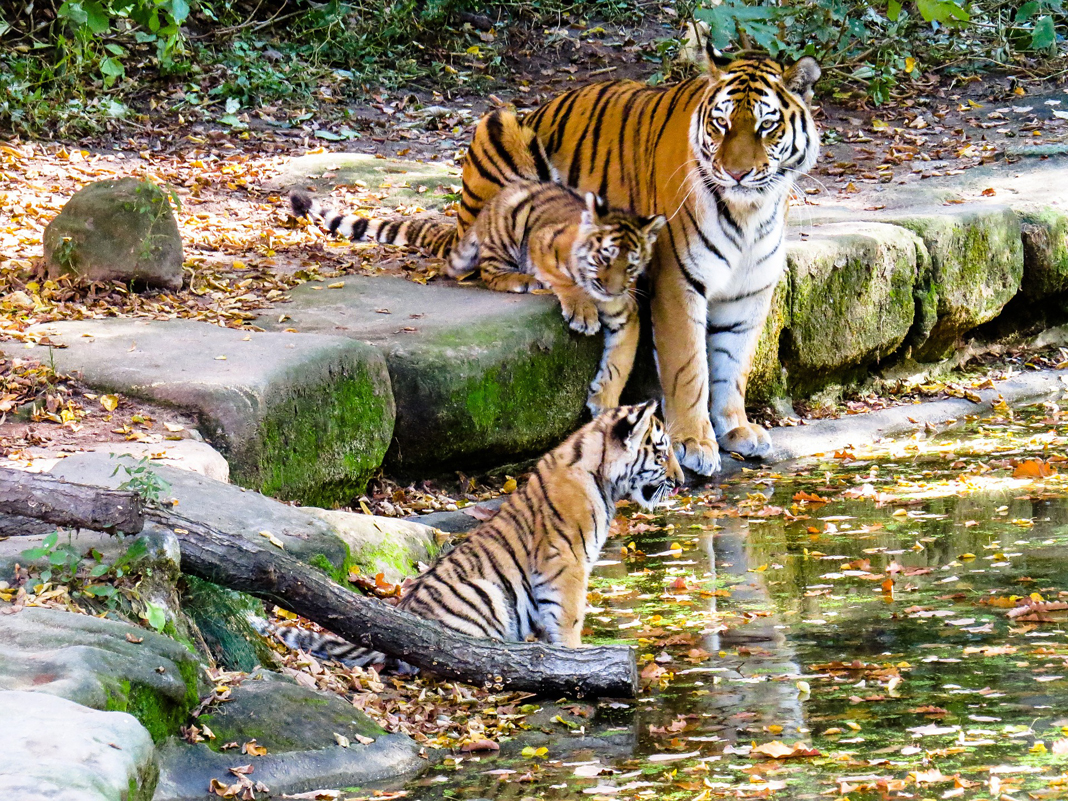 Tiger's Hunting Ability Impaired With Climate Change - Newsmag Animals Demo