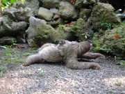 Male Sloths Are Not Lazy, Study Confirms