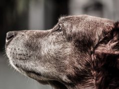 Leala The Pit Bull Saves The Life Of Her Friend