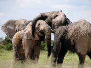 Lunch With A Side Of African Elephant