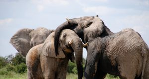 Lunch With A Side Of African Elephant