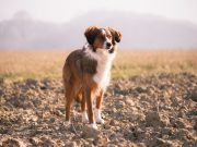Farm Sanctuary Adds Third Shelter