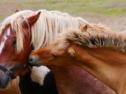 Tamaya is Horse Heaven for People Too