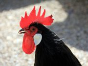 A New Look At Chickens