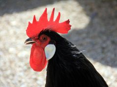 A New Look At Chickens