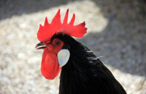 A New Look At Chickens