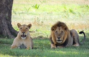 3 Ways of Saving Circus Animals