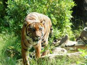 Honduras Bans Use Of Animals In Circuses