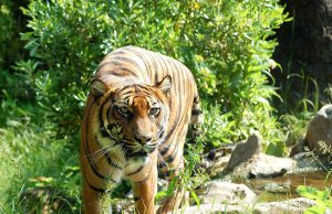 Honduras Bans Use Of Animals In Circuses