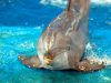Dolphins are Wildlife, Not Entertainers