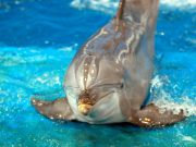 Dolphins are Wildlife, Not Entertainers