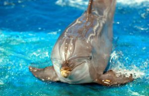 Dolphins are Wildlife, Not Entertainers