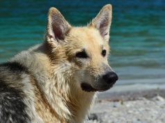 Air Canada Pilot Diverts Flight To Save A Dog’s Life