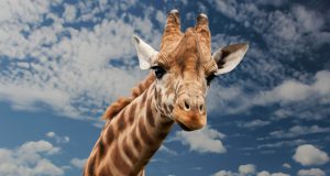 Girrafe Brutally Tortured at Boston Zoo