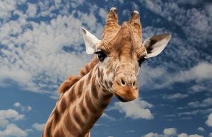 Girrafe Brutally Tortured at Boston Zoo