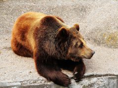 Ending the Bear Bile Industry in South Korea