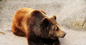 Ending the Bear Bile Industry in South Korea