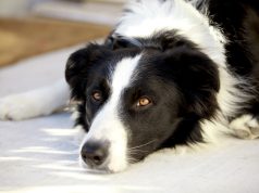 Hip Dysplasia and Dogs
