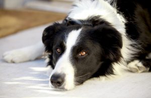 Hip Dysplasia and Dogs