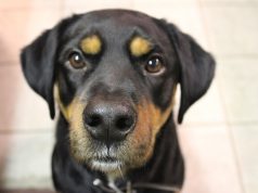 Tips for Keeping Aging Pets Healthy