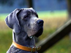 Nation Aims to Train Therapy Dogs for Veterans