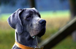 Nation Aims to Train Therapy Dogs for Veterans