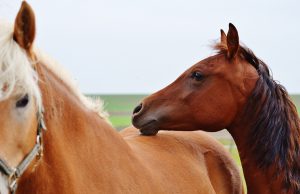 If You Eat Meat You Need To Know These 5 Facts