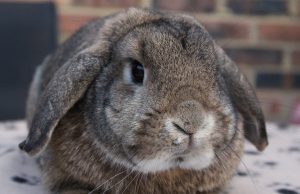 No Longer Need An Act Of Congress For Pets To Ride Trains