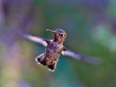 6 Animals that Went Viral Around the World