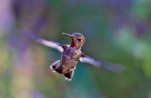 6 Animals that Went Viral Around the World