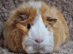 Helping Kids Cope with the Death of a Pet