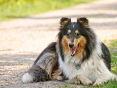 Scientists Investigate Potential Life-Extending Drug For Dogs