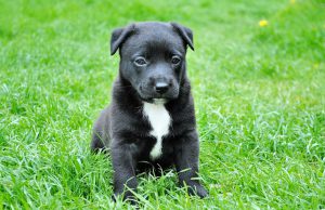 Tougher Laws Against Animal Fighting